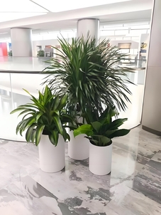 宁波鄞州绿植租赁服务好 宁波鄞州绿植租赁服务好